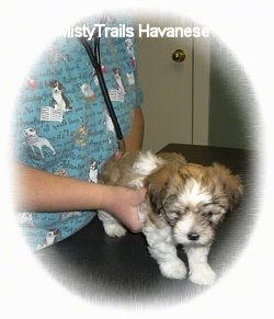 A brown with white puppy is standing on a table and a vet is standing to its left listening to its heart with a stethoscope.