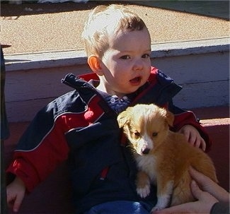 A toddler-sized boy in a blue with red and white coat are sitting outside and someone is placing a tan with white Border Collie/Sheltie puppy mix next to the baby. The puppy and the boy are looking forward.