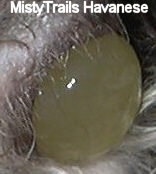 Close up - A water sac that is coming out of the back end of a female dog.