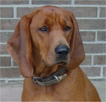 Close up head and upper body shot - A Redbone Coonhound is sitting on a concrete surface and there is a brick wall behind it. It has long soft looking drop ears.