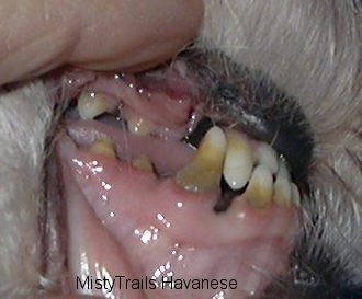 The hand of a person exposing the dirty, gunky teeth of a dog.