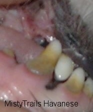 Close up - The dirty, gunky, yellow teeth of a dog.