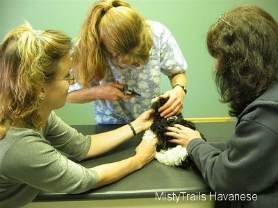 A black with white puppy is being examined by a vet and being held by two ladies.