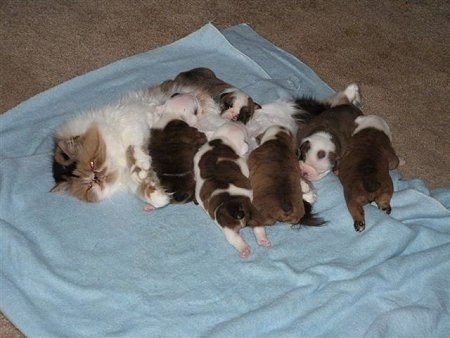 Corrie the Persian cat is laying with the litter of Bulldog puppies on a towel