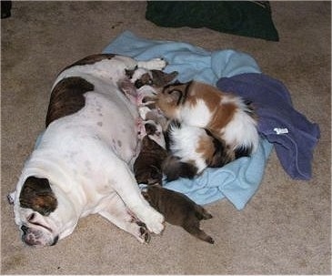Sadie the Bulldog is feeding her puppies and in the pile of puppies is Corrie the Persian cat