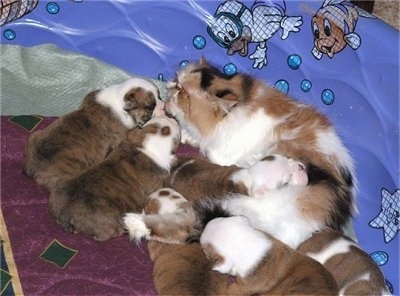 Corrie is laying with the litter of English Bulldog puppies in a toy plastic splash pool tub lined with blakets