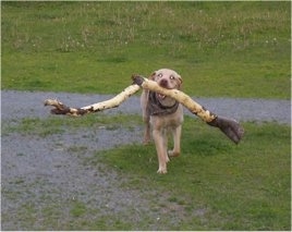 Cali the Labrador Retriever is carrying a huge branch through a field