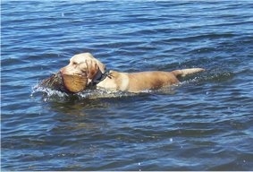 Cali the Labrador Retriever is swimming through a body of water with a split log in its mouth