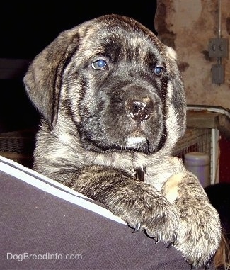 Close up - A brindle American Mastiff puppy is peering over the shoulder of a person that is holding it. There is a stone wall behind it.