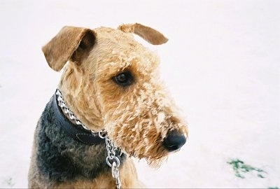 Close up - A black with tan Airedale Terrier is wearing chain collar with snow on its face and it is looking to the right.