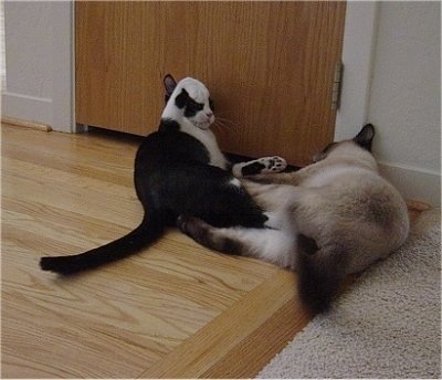 Henry the black and white cat and a Siamese cat playing with each other, paws in the air in front of a closet door