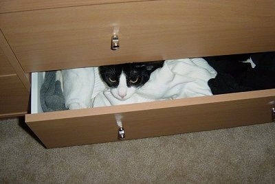 Henry the black and white cat is laying in the bottom drawer of a dresser and peeking out