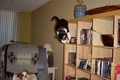 Henry the Cat jumping off of a bookshelf to the ground. A dog is in the recliner watching the cat fall