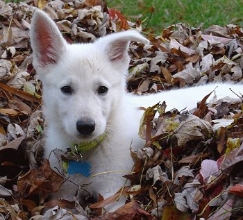 The left side of an American White Shepherd Puppy that is laying down in a mound of autumn leaves and it is looking forward.