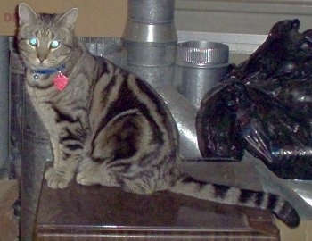 Tiger the American Shorthair Tabby Cat sitting a wooden end table and looking towards the camera with medal duct work and black trash bags in the background