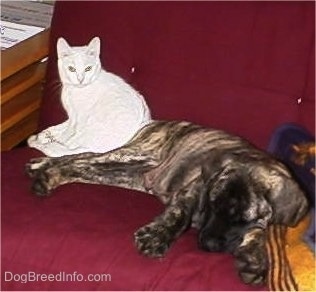 Thor the brown brindle American mastiff is sleeping on a red couch and Krystal the pure white cat is sitting on the couch looking at the camera holder