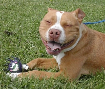 Close up - The left side of a red-nose American Pit Bull Terrier that is laying on grass. Its mouth is open, its squinting its eyes and its tongues out. It is playing with a spider toy and looking forward.