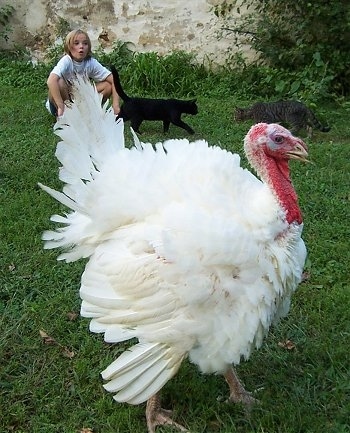 A fluffy male Turkey is facing the right. There is a black cat and a grey tiger cat walking towards each other and a girl with blonde hair kneeling in front of a stone wall behind it. The girl is whistling at the turkey and the bird is ruffled up.