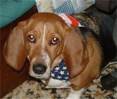 Henrietta the Basset Artesian Normand puppy wearing an American flag bandana standing next to a bed