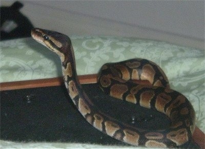 A ball python is on top of a wooden surface on top of a bed. It is looking up and to the left.