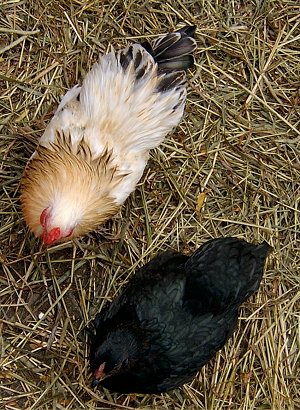 View from the top looking down at two Bantam chickens standing in hay.
