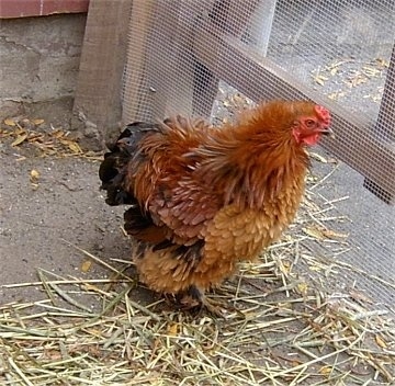 A fluffy brown with black and red Bantam hen is standing in front of and looking out of a wire fence in front of it.