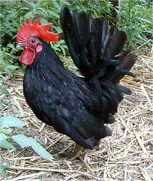 Left Profile - A black with red Banty Rooster is standing on hay in front of weeds outside looking to the left.