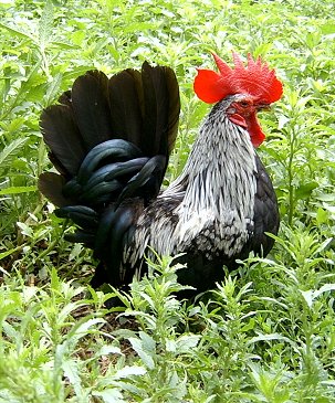 Right Profile - A black, grayy with red Banty Rooster is standing in tall weeds looking to the right.