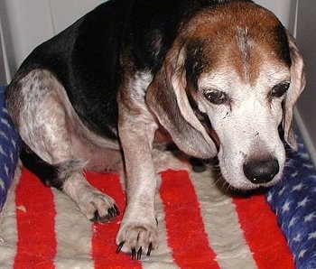 Dude the Beagle sitting on an American Flag Dog Bed