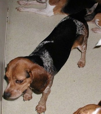Johnnie the Beagle standing on a carpet with other Beagles behind and in front of him