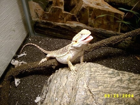A Bearded Dragon is standing on a tree limp and against a rock. It is looking up and its mouth is open.