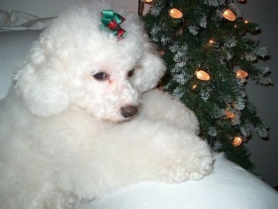 Madyson the Bichon Frise leaning against the arm of a chair next to a Christmas tree