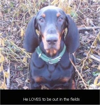 Copper the Black and Tan Coonhound Puppy sitting in grass with the words 'He LOVES to be out in the fields' overlayed