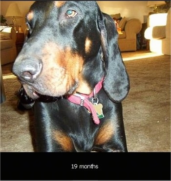 Close Up - Cooper the Black and Tan Coonhound standing looking to the right in a living room
