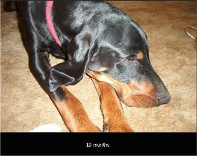 Close Up - Cooper the Black and Tan Coonhound laying on the carpet with his head over his front left leg with the words '19 months' overlayed