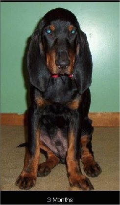 Cooper the Black and Tan Coonhound sitting on carpet with the words '3 Months' overlayed