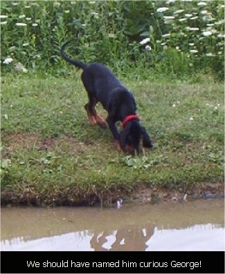 Copper the Black and Tan Coonhound Puppy sniffing around on the bank next to water