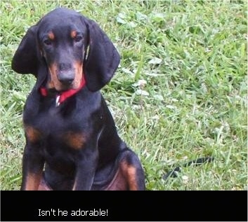 Cooper the Black and Tan Coonhound Puppy sitting in a lawn with the words 'Isnt he adorable!' overlayed