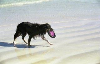 Meg UD the Border Collie walking back to the shore with the Frisbee