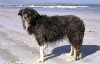 Meg UD the Border Collie standing on the beach with water in the background