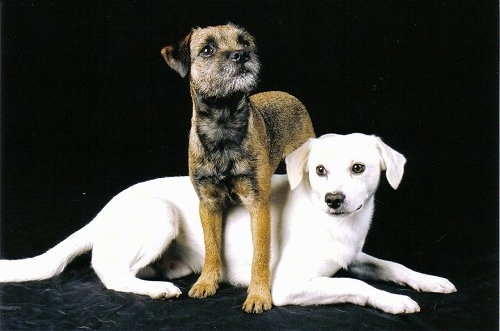 A brown with black and white Border Terrier is standing over top of a white Tibetan Spaniel in front of a black back drop