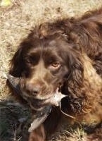 Close Up - Gus the Boykin Spaniel walking through a yard with a dead animal in his mouth