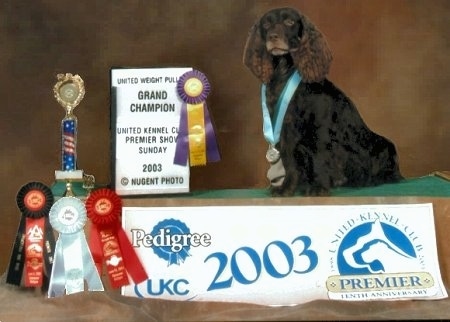 Gus the Boykin Spaniel standing on a podium with a backdrop and a lot of awards and ribbons next to him