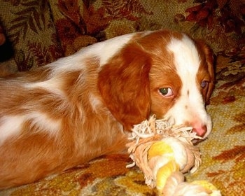 Chewie the Brittany Spaniel puppy laying on a couch chewing a rope toy