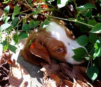 Close Up - Chewie the Brittany Spaniel Puppy hiding in a pile of leaves