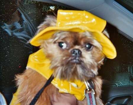 Busty Siegel the Brussles Griffon is wearing a shiny yellow raincoat and hat. She is being held in the front seat of a car by a person