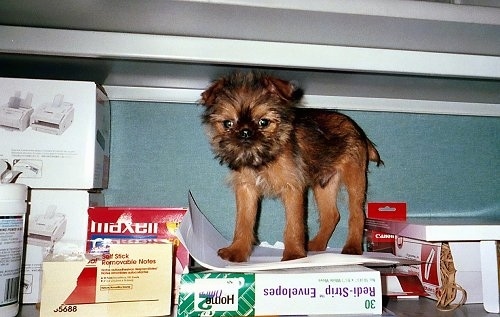 A tan and black Belgian Griffon puppy is standing in a cabinet on top of office supplies