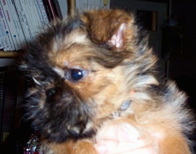 Close Up - A small tan and black fluffy Belgian Griffon puppy is being held up in the air by a person in front of a bookshelf.