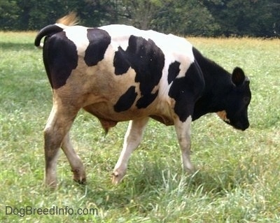 Right Profile - The right side of a black and white baby bull is standing in grass and it is looking to the right. Its head is level with its body.