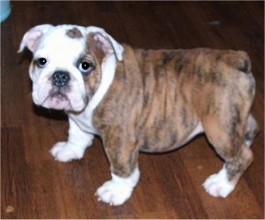 McKenzie the English Bulldog Puppy standing on a hardwood floor and looking at the camera holder